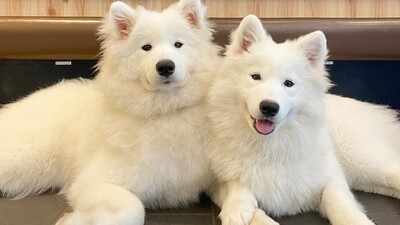 サモエド 単検査】サモエド – Orivet Japan