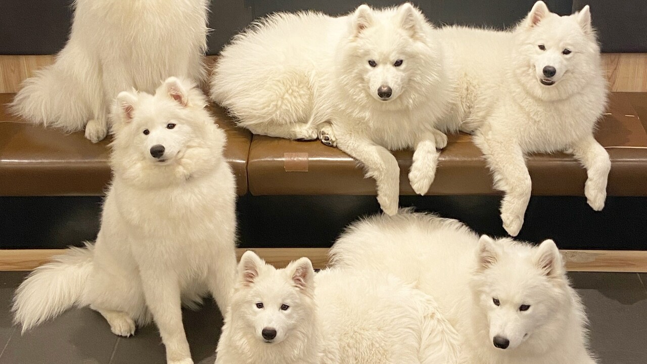 韓国 Samoyed smoothmoodベスト ライトグリーン - メルカリ