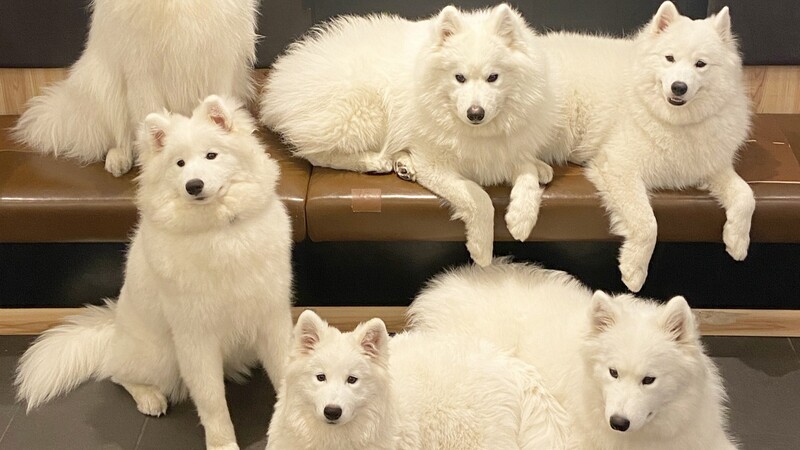 サモエドsamoyed Wiggle Brown 未使用