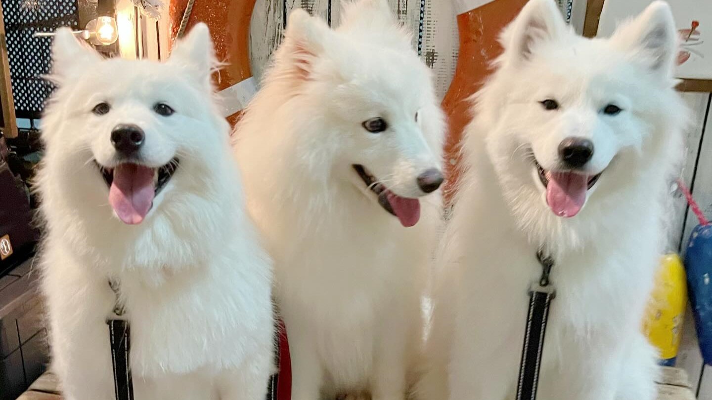 Samoyed Cafe moffu Takeshita Street - Restaurant Guide - TableCheck