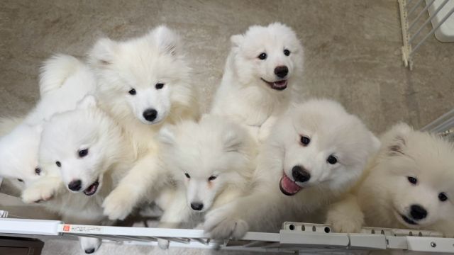 SAMOYED PARK Fukuoka Tenjin store - Restaurant Guide - TableCheck