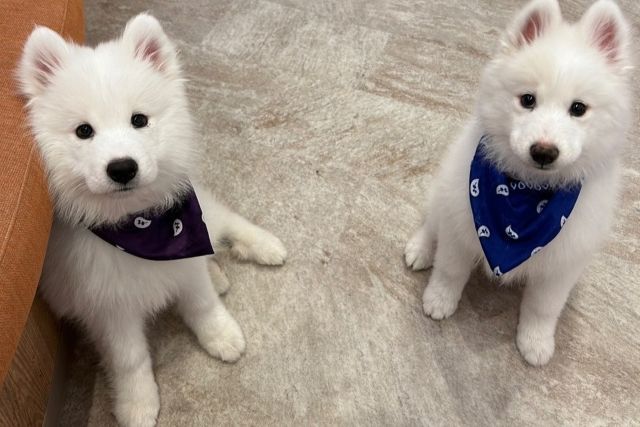 SAMOYED PARK Fukuoka Tenjin store - Restaurant Guide - TableCheck