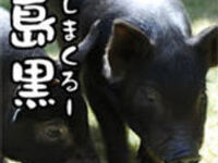 島黒（しまくるー）満喫！【90分 飲み放題コース】【8名様以上】