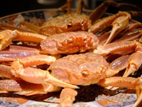 [Recommended Crab] Full Course - Spring 2026