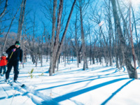 Back Cross Country Skiing 