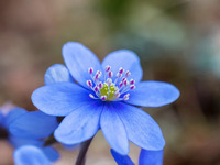 【ランチ】月替りの花のコース