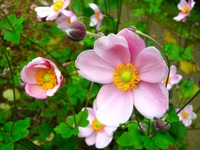 【ランチ】月替りの花のコース11:30, 11:45, 12:00, 12:15,12:30予約可