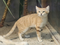 [Weekdays] Kobe Animal Kingdom Admission & GOCOCU Lunch Buffet 90 minutes [Adult]