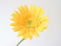 【ディナー】月替わりの花のコース