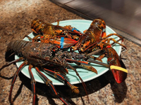 伊勢海老と特選黒毛和牛のコース