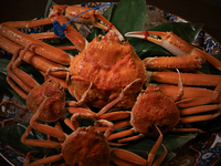 [Private room] Special course of Matsuba crab, Kobako crab, Wagyu beef, and seasonal seafood, around 13 dishes in total