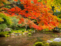 【高台寺 秋の紅葉拝観チケット付】ハーフコース全4品