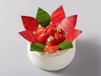 ノエル・ポインセチア