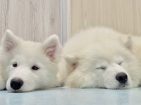 ≪平日≫通常チケット（50分）