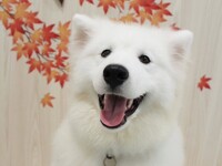 ≪土日祝≫通常チケット (50分)