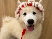 Weekends and Holidays: Private plan (50 minutes) ¥45,000