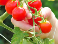 CS：収穫体験＆持込コース