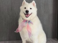 Weekends and Holidays: Regular ticket (50 minutes)