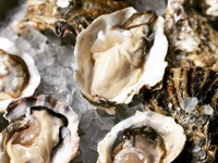 NOHGA OYSTER FAIR