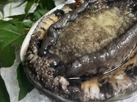 鮑とステーキのコース