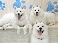 Weekends and Holidays: Regular ticket (50 minutes)