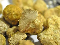 [December only] White truffle set menu