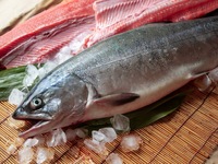 Limited to November and December: Ezo abalone, cold-water yellowtail, flounder, mackerel, and scallops – seasonal autumn favorites