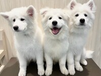 <Weekdays> Regular ticket (50 minutes)