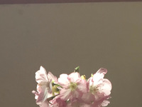 小雑誌　MAIDEN  発送　1冊