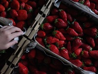 Belieble Collaboration Dinner