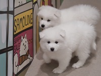 <Weekdays> Regular ticket (50 minutes)