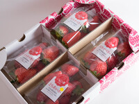 【2月】いちごの里感謝パック（250g×4パック入り）
