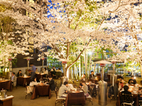 【3/18〜4/13 期間限定DINNER】SAKURA SHARE COURSE 全5品