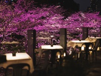 桜ディナー　～Menu Floreison～