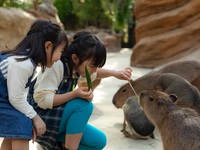 【平日】神户动物王国 & GOCOCU 晚餐自助 90分钟制 🔷 成人