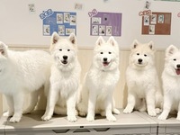 Weekends and Holidays: Regular ticket (50 minutes)