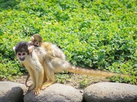 【朝食ビュッフェ 】 幼児 (3歳以上)