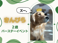 입장권(토, 일, 공휴일)