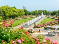 【JFRカードの会員様】須磨離宮「王侯貴族のバラ園」ガイドツアー＋スペシャルローズランチ　