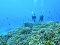 [Discount for guests staying at hotels] Trial diving - same price for adults and children (ages 13 to 64)(On-season)