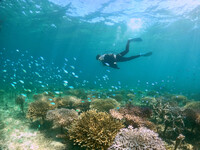 【宿泊者限定】サンゴ畑ツアーダイビング　大人子供同額(13歳以上64歳以下）(ショルダー）