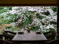 【Lunch】Sakura View・Sakura course