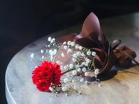 [Mother's Day Plan Flower Gift] Carnation