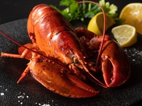 【オマール海老 ディナーコース】全9品＋ワインペアリング4杯付