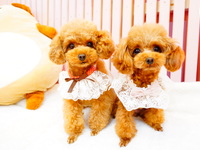 Very satisfying ★ Polaroid photos and merchandise included! 1 hour full course