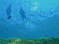 [9:30] Snorkeling Adults (ages 13-65)