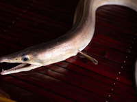 【-夏季限定 -　夏の華、活鱧コース】27,500円