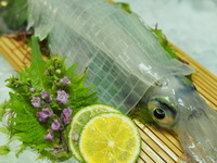 【活イカ付き！】　新鮮活イカ＆もつ鍋付きほたる渾身のコース
