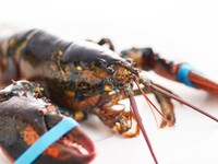 オマールディナー