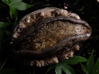 【夏の極コース】　55,000円